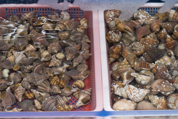 Small shells are in the tray in the street market, the top view, close-up