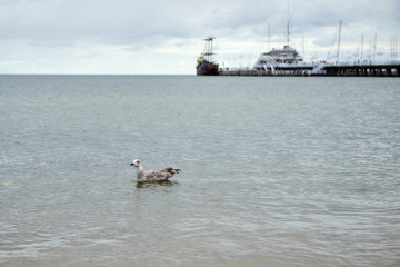 Seagull's photo at sea.