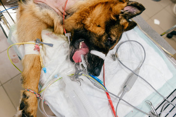 German shepherd lying unconscious in veterinary clinic on table after surgical treatment of...