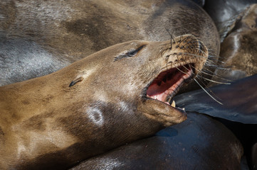  stock picture of sea lion moaning and relaxing in the sun