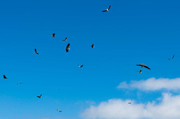 Birds in the sky