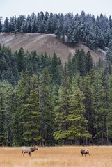 elk on a meadow mit forest backdrop and snow covered trees announcing winter is coming