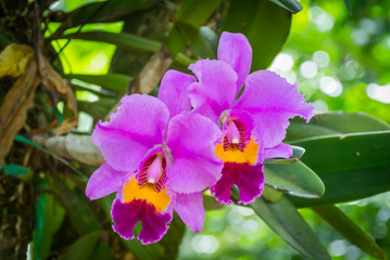 purple lilies hawaii