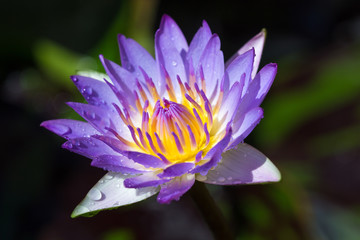 Close-up of a beautiful lotus flower on the pond at sunny day.