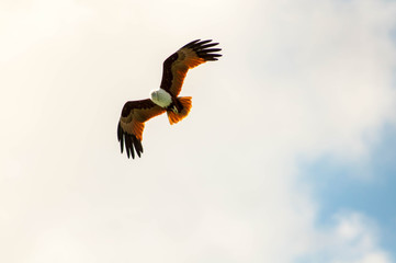 Eagle in the sky