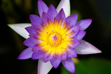 Close-up of a beautiful lotus flower on the pond at sunny day.