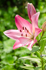 pink Lily in the garden 