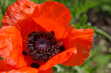 red poppy in the garden 