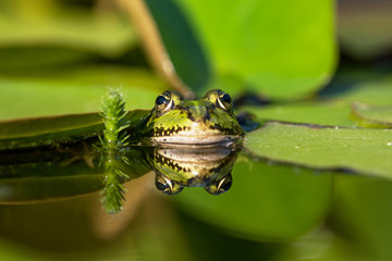 Front view of a green frog in a pond with good reflection in the water