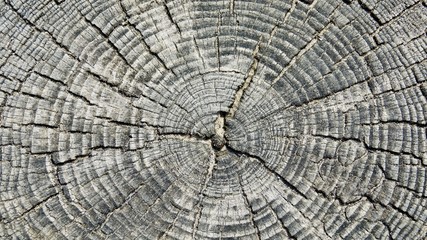 Fototapeta premium Wellenbrecher aus verwitterten Holzbstämmen an der Nordsee