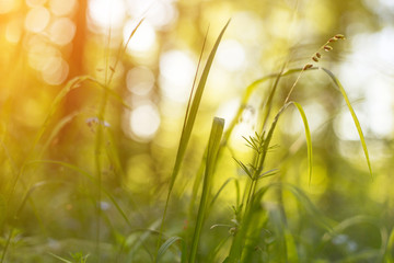 Beautiful grass and plants closeup in sunlight with bokeh. Abstract nature background, macro