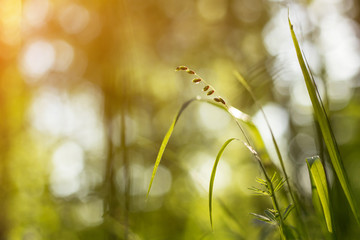 Abstract nature bokeh background with copyspace. Meadow grass and plants closeup in sunlight