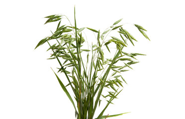 Obraz premium green oats isolated