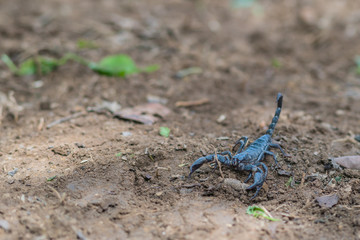 Scorpion is fighting with the spade of farmer.