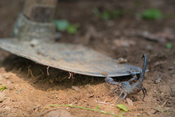 Scorpion is fighting with the spade of farmer.