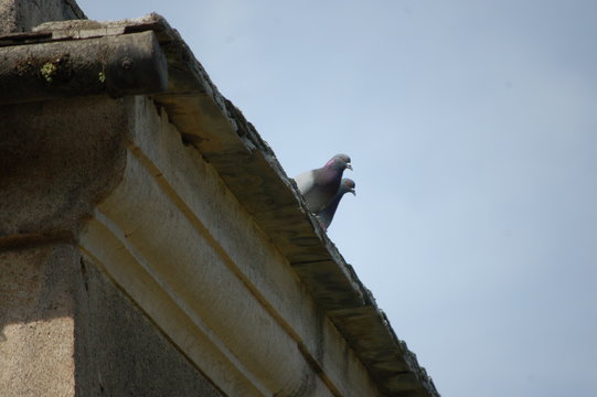 due piccioni posati su un tetto