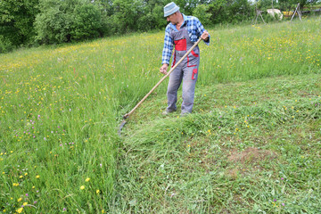 mowing the grass in the village traditional way with scythe 
