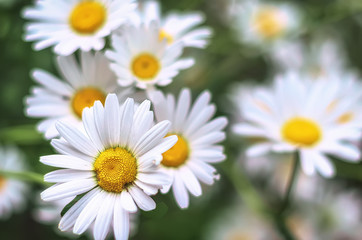 Beautiful white camomiles daisy flowers field on green meadow