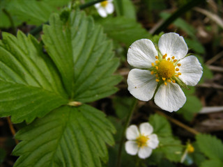 Wild strawberries blooming in the forest. White flowers on green leaves background. Natural herbs for healthy tea. Latvia nature landscape.