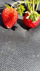 photo berries of strawberries