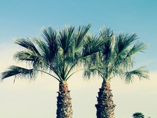 Palm trees