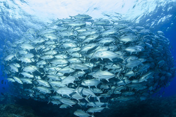 Bigeye Trevally Fish Tornado in Okinawa, Japan