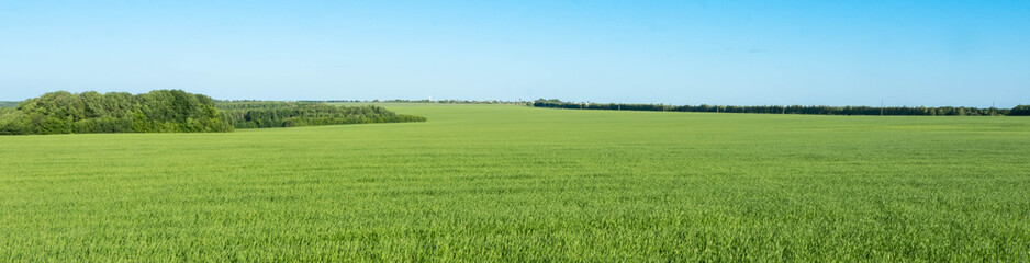 wheat young green field sky Sunny day
