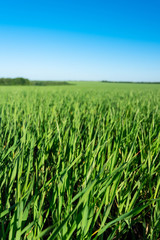 wheat young green field sky Sunny day