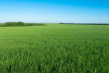 wheat young green field sky Sunny day