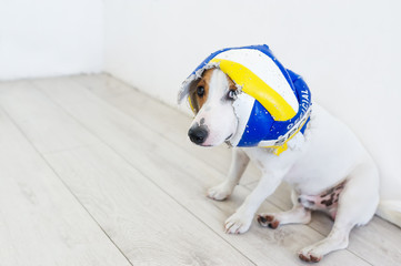 The dog dressed in the torn ball, sitting on wooden floor.