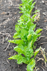 field of young sugar beet sprouts. Green foliage