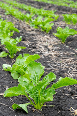 field of young sugar beet sprouts. Green foliage