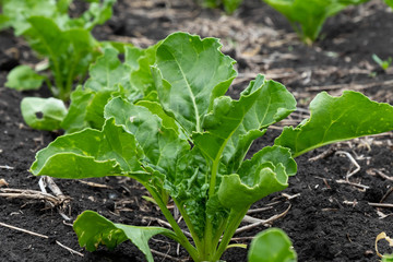 field of young sugar beet sprouts. Green foliage