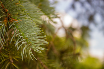 spruce branch on a background