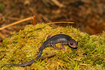 Northern Gray-cheeked Salamander (Plethodon montanus)