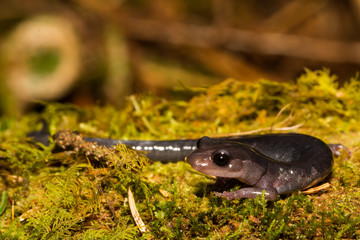 Northern Gray-cheeked Salamander (Plethodon montanus)