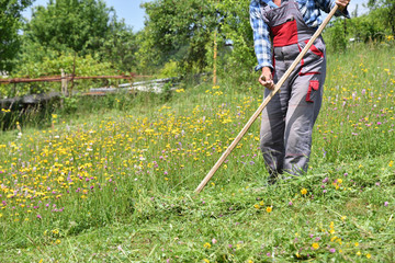 mowing the grass in the village traditional way with scythe 