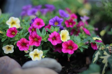 Zaubergl&ouml;ckchen / Petunie / Trixi