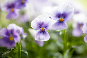 Fototapeta premium Pansies