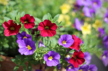 Zaubergl&ouml;ckchen / Petunie / Trixi