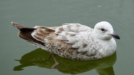 Möwe im alten Hafen von Rotterdam bei Regen