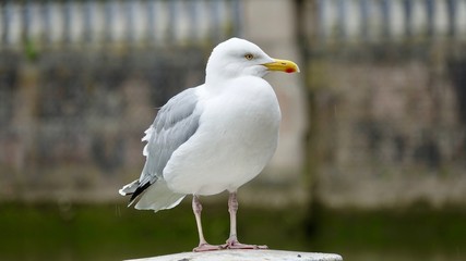 Möwe im alten Hafen von Rotterdam bei Regen