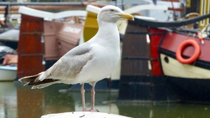 Obraz premium Möwe im alten Hafen von Rotterdam bei Regen