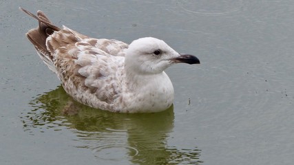 Möwe im alten Hafen von Rotterdam bei Regen