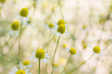 Chamomile flowers landscape, green blossom background.