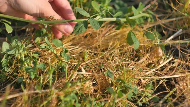 Dodder Genus Cuscuta - parasitic plant. Dodder grows around clover branches.