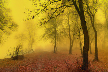 Fototapeta na wymiar Autumn forest in the fog