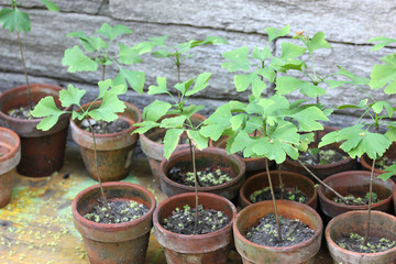 beautfiul flower pots on floor in botanical garden