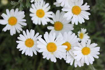 a beautiful close up of white and yellow daisy flowers