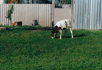 Landscape with one young cow. a brown and white cow stands on the field. the calf stands against the background of the fence